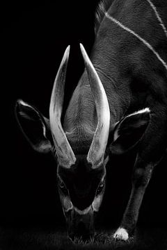 Antilope Bongo sur Mirthe Vanherck