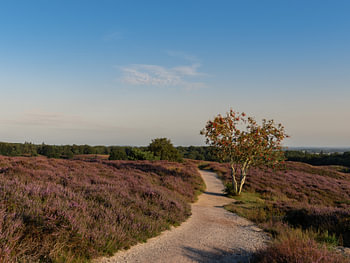 Wanderweg über die blühende Heide mit einem Jarochbaum