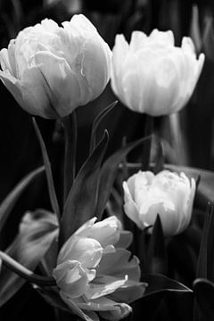 Heure des tulipes (1) sur Irina Dotter