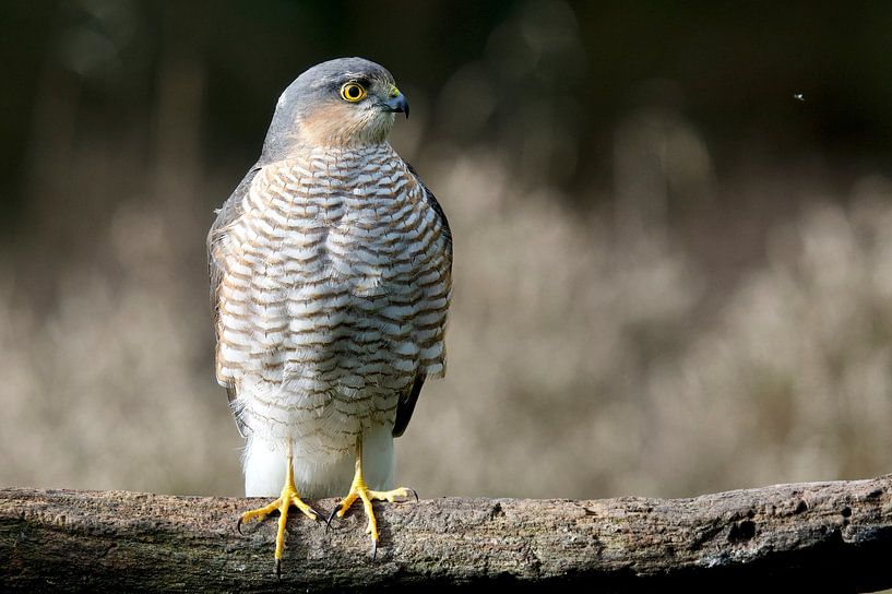 Sperwer (Accipiter nisus). van Ronald Kromkamp