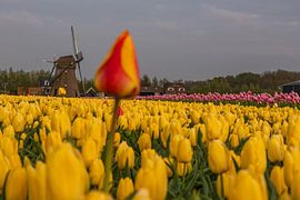 Orange Tulpe im gelben Tulpenfeld von Remco-Daniël Gielen Photography