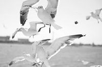 Mouette regardant droit dans l'objectif