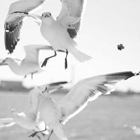 Gull looking straight into the lens by Marjolein Boers