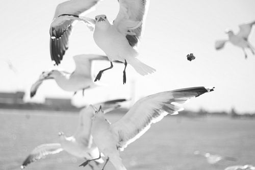 Gull looking straight into the lens by Marjolein Boers