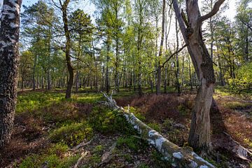 Bos in het voorjaar van Evert Jan Kip