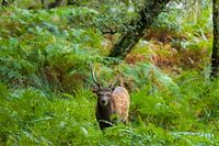 Hirsche im Wald im Herbst
