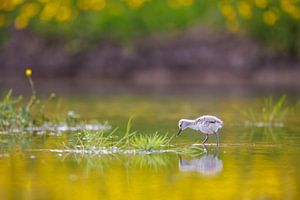 avocette juvénile avec des boutons d'or réfléchis sur Anja Brouwer Fotografie