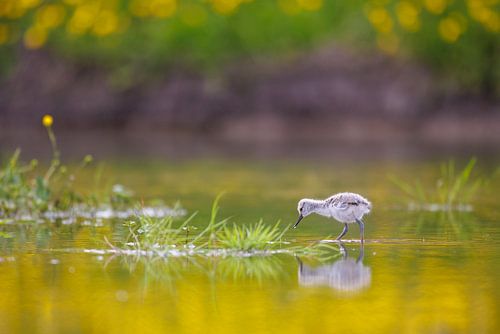 Jonge kluut met reflectie boterbloemen