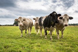 Nieuwsgierigheid by Dion van den Boom