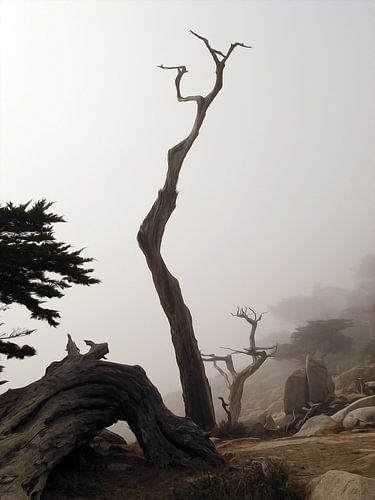 Dode bomen aan de kust in Californië