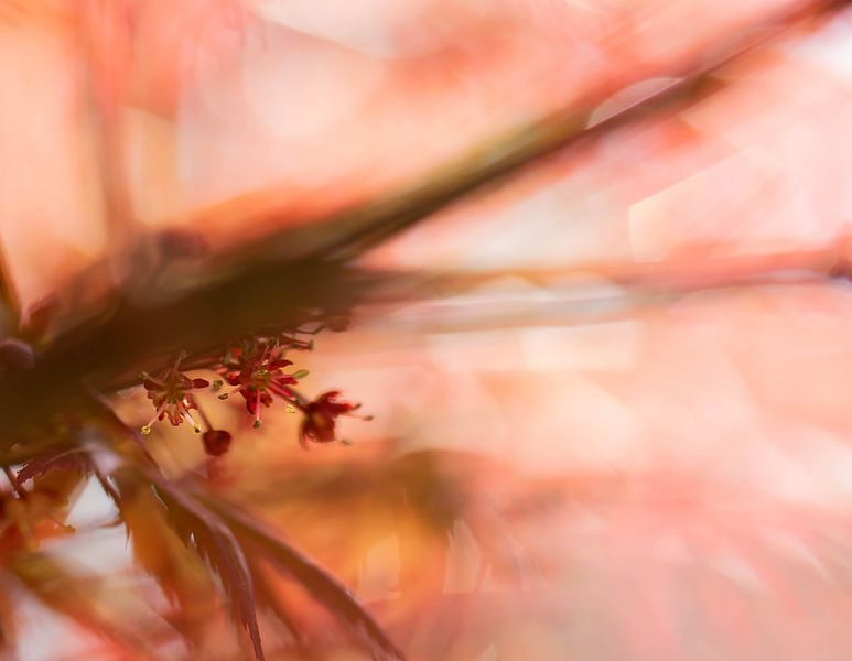 Japanese maple blossom by Tania Perneel