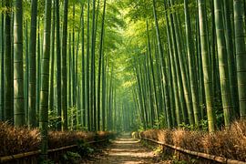 Path Through the Bamboo Grove by ButterflyPix