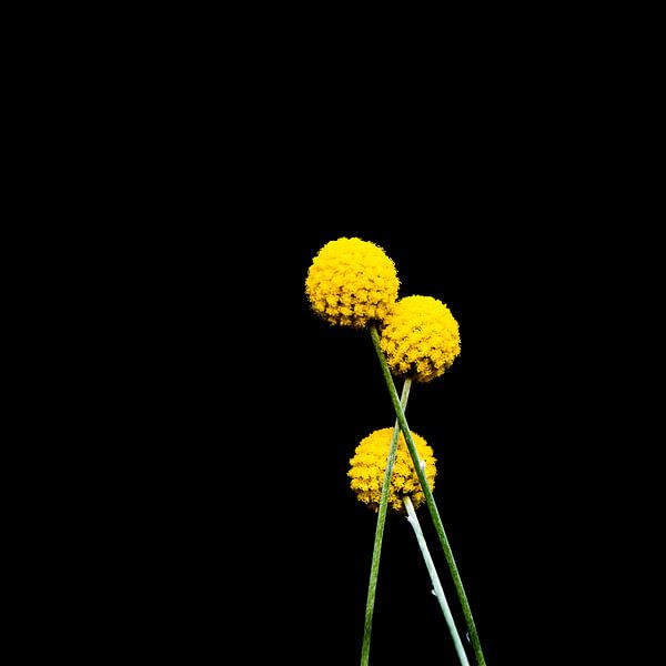 Craspedia Golf Beauty by SchippersFotografie