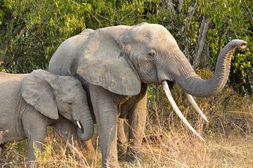 olifant met kalf, Uganda van Jan Fritz