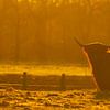 Schotse Hooglander in Drenthe van Bianca Blonk