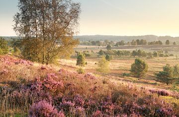 hills with heather in morning sunlight by Olha Rohulya