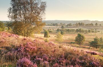 hills with heather in morning sunlight van Olha Rohulya