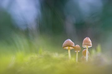 Mushroom Family van Bart Hendrix