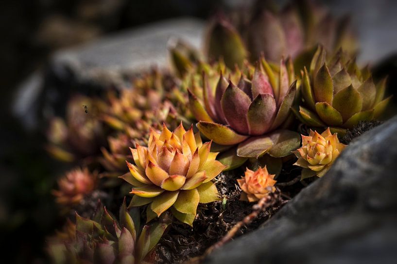 Succulent by Rob Boon
