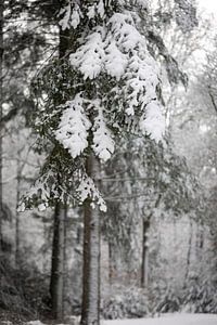 Winterbos met Sneeuw