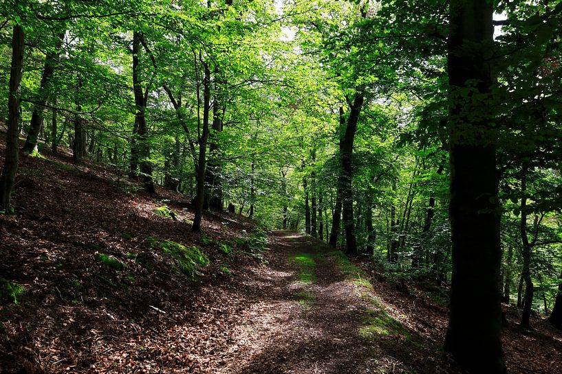 Wildromantischer Kellerwald von Thomas Jäger