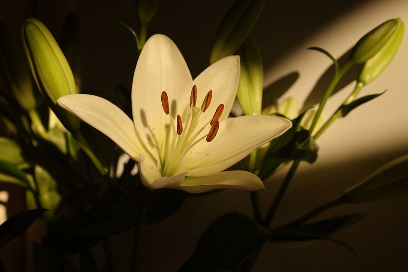 white lily by sofie van den Nouland