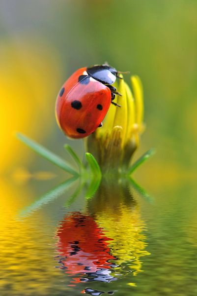 Marienkäfer mit Spiegelung by Susanne Herppich