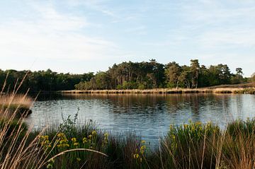 Hatertse und überschwemmte Niedermoore von Nancy van Verseveld