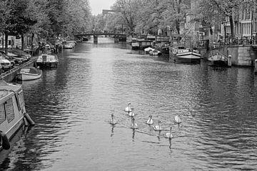 Zwanen in de Prinsengracht