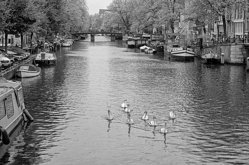 Swans in the Prinsengracht by Barbara Brolsma