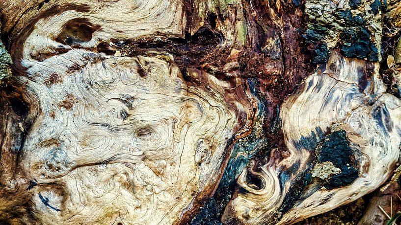 Boomstam abstract van Dieter Walther