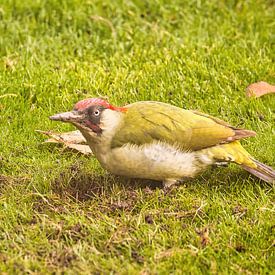 Groene specht - Picus viridis van Carl-Ludwig Principe