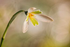 Sneeuwklokje (Galanthus nivalis) van Carola Schellekens