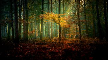 Vallende bladeren in de Veluwse bossen van Jenco van Zalk