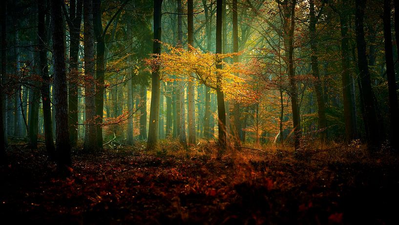 Falling leaves in the Veluwe forest by Jenco van Zalk