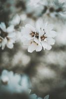 Fleurs d'amandier