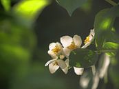 Blüten von Peter Morgenroth Miniaturansicht