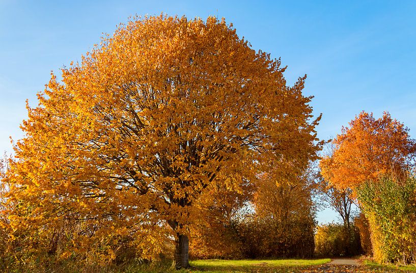 herfst van Corrie Ruijer