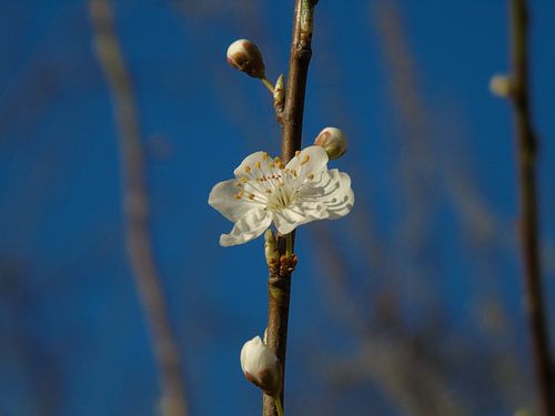 witte bloesem close up  