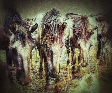 Warmbloed Paarden van Maneschijn FOTO