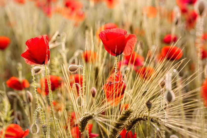 Poppy by Rob Boon