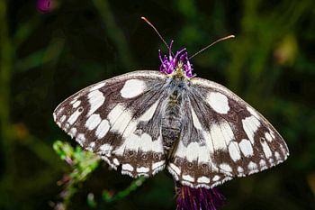 Een witte vlinder in zijn natuurlijke omgeving