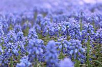Blauwe druifjes