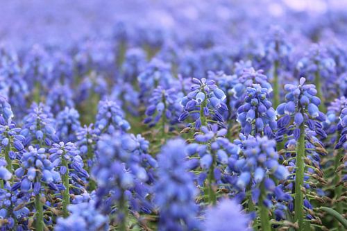 Muscari