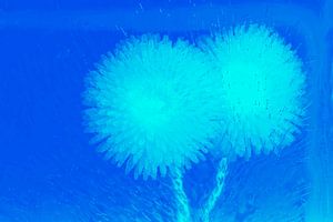 2 Bellis in Blau