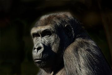 Portret van een Gorilla van Gert Hilbink