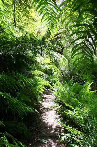 Blue Mountain-Wanderweg