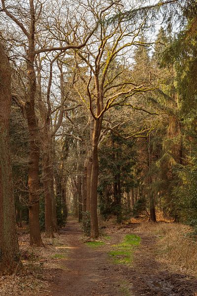 Oranjewoud von Jakob Huizen van