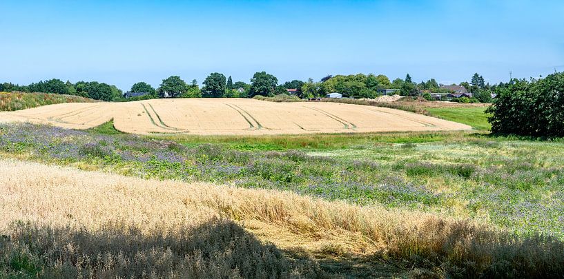 Landwirtschaftliche Felder an der deutschen Ostküste von Werner Lerooy
