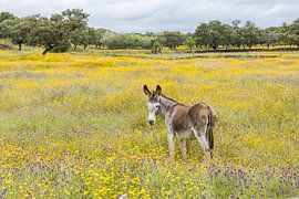 Wilder Esel in blumiger Landschaft! von Peter Haastrecht, van